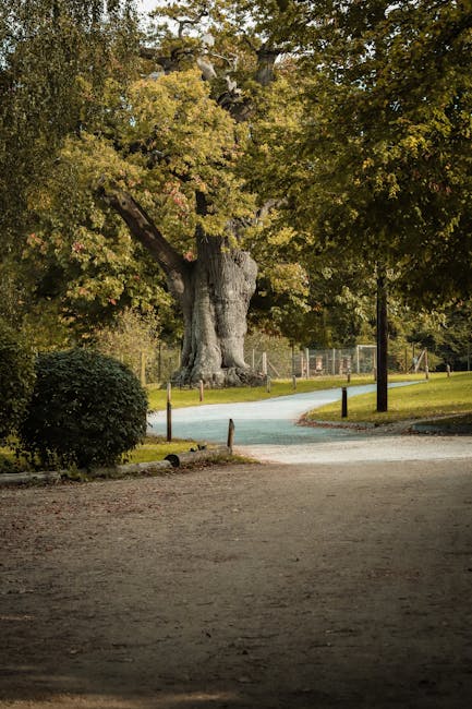The image depicts an outdoor scene featuring a large, mature tree with a thick trunk and expansive branches, situated beside a paved pathway that curves gently through a park. The pathway is bordered by green grass and small wooden posts connected by chains, marking the edge of the walking area. In the background, there is a metal fence enclosing a sports court or playing field, and tall trees with rich foliage provide shade and a natural backdrop. The scene is illuminated by soft, natural daylight, suggesting a calm, peaceful environment suitable for leisure activities. This setting may be used to illustrate the outdoor environment clients encounter when preparing for home relocations or discussing access and logistics for furniture transport to or from a property in East Barnet, as outlined in the 'Oak Hill Park furniture removals and access tips' page by Man with Van East Barnet.