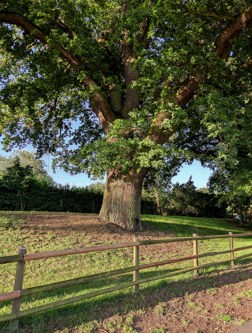 The image depicts an outdoor scene featuring a large, mature tree with a thick trunk and expansive branches, situated beside a paved pathway that curves gently through a park. The pathway is bordered by green grass and small wooden posts connected by chains, marking the edge of the walking area. In the background, there is a metal fence enclosing a sports court or playing field, and tall trees with rich foliage provide shade and a natural backdrop. The scene is illuminated by soft, natural daylight, suggesting a calm, peaceful environment suitable for leisure activities. This setting may be used to illustrate the outdoor environment clients encounter when preparing for home relocations or discussing access and logistics for furniture transport to or from a property in East Barnet, as outlined in the 'Oak Hill Park furniture removals and access tips' page by Man with Van East Barnet.